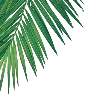 files/left_palms.webp