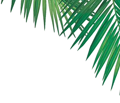 files/right_palms.webp